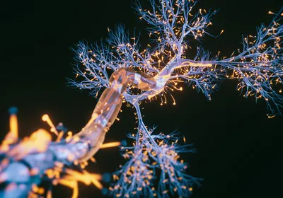 A blue neuron extends into the distance with many protrusions.